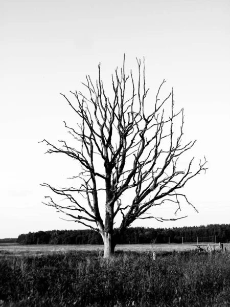 Dead withered tree in the field