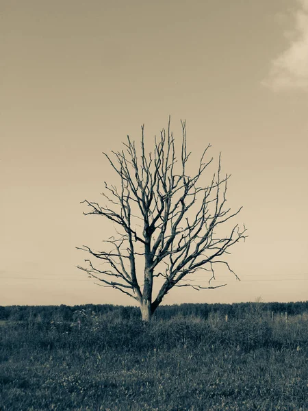 Tarlada kurumuş bir ağaç.