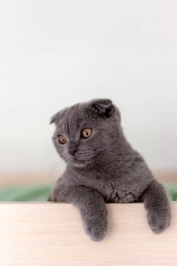 Yumuşak pençeli İskoç gri kedisi