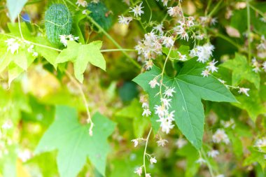 Yeşil yapraklar ve beyaz zıplama çiçekleri