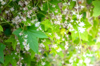 Yeşil yapraklar ve beyaz zıplama çiçekleri