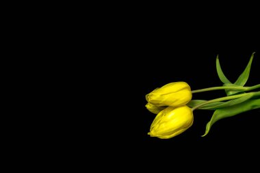  Siyah arka planda üç sarı güzel lale.