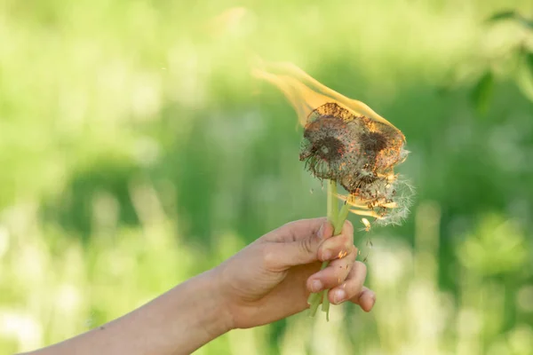 Childs hand with burning dandelions against the background of the meadow — Stock Photo, Image