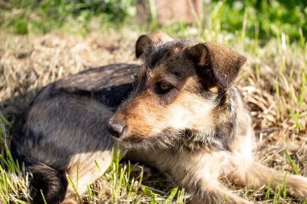 Gray homeless dog resting on the grass