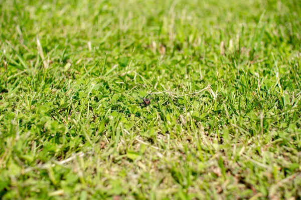 Green summer lawn close-up shot with elements of dried grass. — Stock Photo, Image