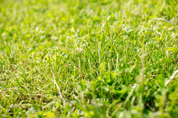 Green summer lawn close-up shot with elements of dried grass. Royalty Free Stock Photos