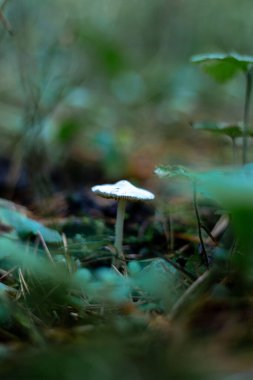 Ormandaki makroda yenmeyen beyaz mantar.