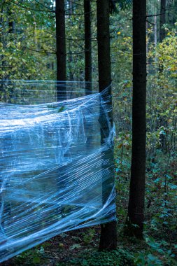 Ormandaki ağaçlara plastik sarılmış.