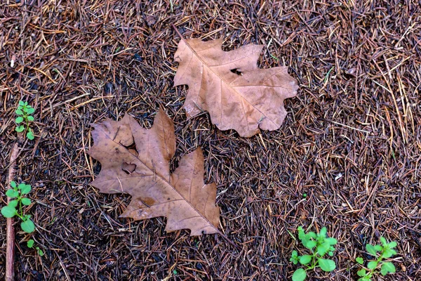 秋天的棕色橡木叶落在森林里 — 图库照片