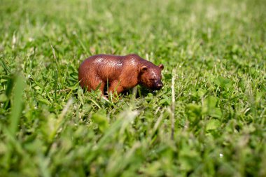 Yeşil çimenlikteki plastik bir oyuncak ayı..