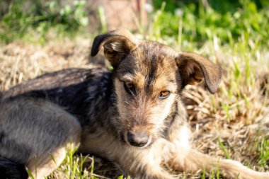Gri evsiz köpek çimlerin üzerinde dinleniyor