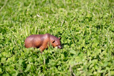Yeşil çimenlikteki plastik bir oyuncak ayı..