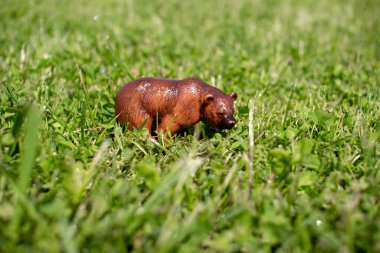 Yeşil çimenlikteki plastik bir oyuncak ayı..