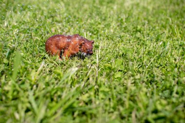 Yeşil çimenlikteki plastik bir oyuncak ayı..