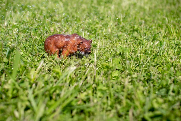 Yeşil çimenlikteki plastik bir oyuncak ayı..