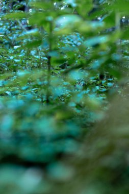 Ormanda yapraklar. Orman yeşili bitki örtüsü.