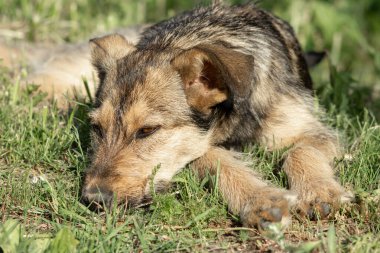 Gri evsiz köpek çimlerin üzerinde dinleniyor