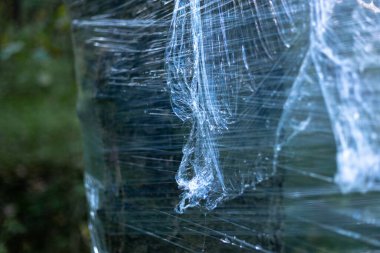 Ormandaki ağaçlara plastik sarılmış.