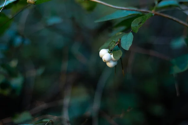 Baies blanches de neige ou de loup dans la forêt. — Photo