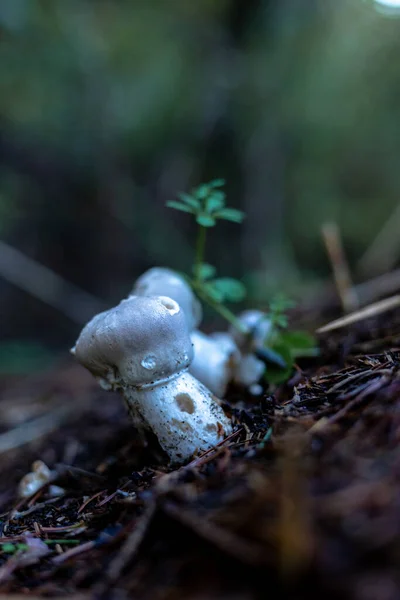 Witte wilde paddestoel in het herfstbos. — Stockfoto