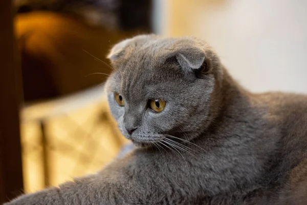 Серый шотландский котенок на стуле — стоковое фото