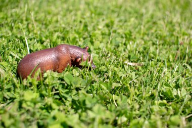 Yeşil çimenlikteki plastik bir oyuncak ayı..
