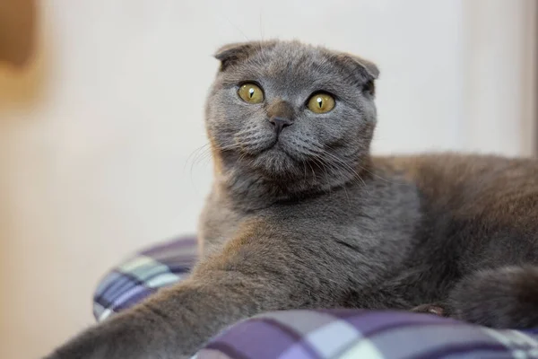 Серый шотландский котенок на стуле — стоковое фото