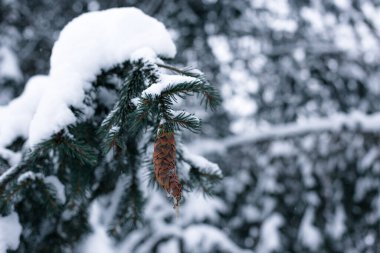 Çam kozalağı karla kaplı bir ladin üzerinde
