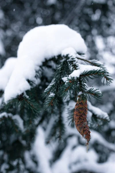 Kiefernzapfen auf einer schneebedeckten Fichte — Stockfoto