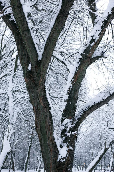 冬天雪地里的树枝 — 图库照片