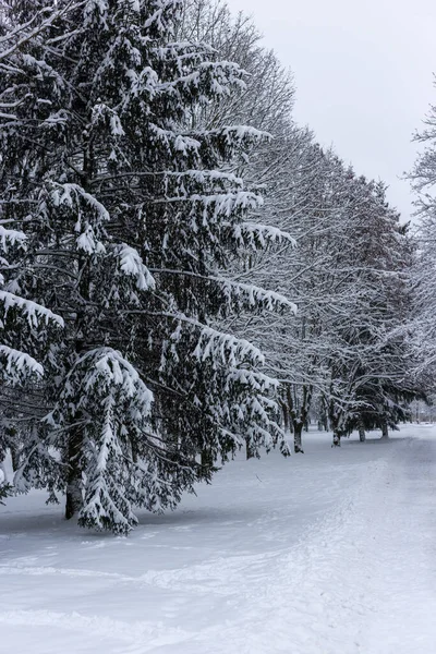 公园里的冷杉被雪覆盖着 — 图库照片