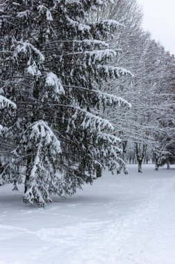 Parktaki köknar ağaçları karla kaplıydı.