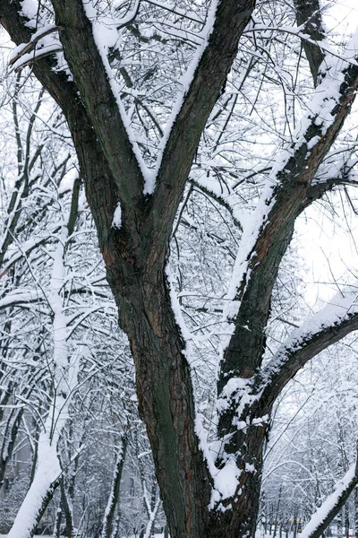 Takken in de sneeuw in de winter — Stockfoto
