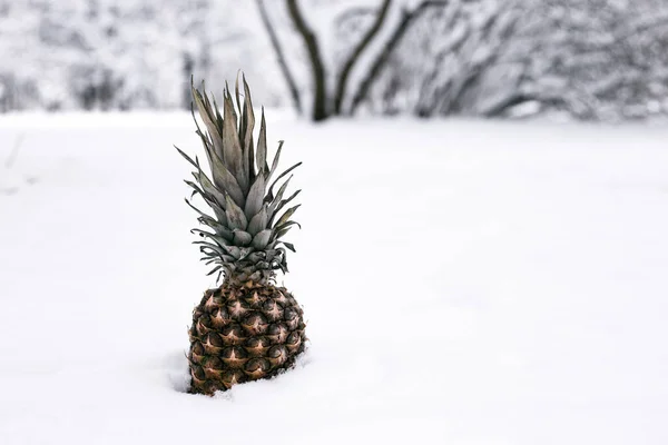 Pineapple in the snow. Sweet tropical fruit. — Stock Photo, Image