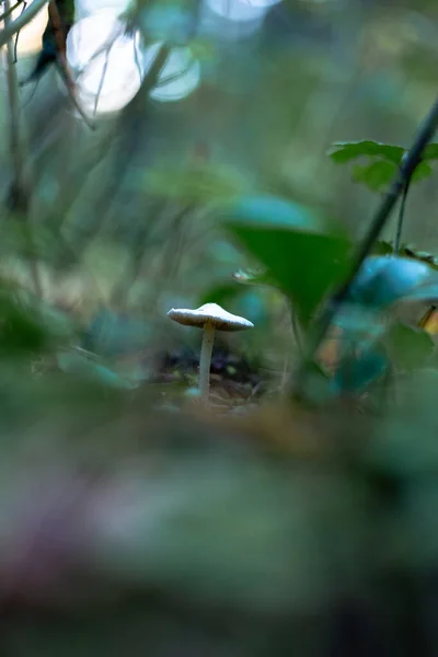 Seta blanca no comestible en el bosque macro tiro — Foto de Stock