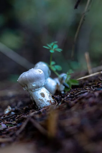 Weiße Wildpilze im herbstlichen Wald. — Stockfoto