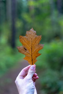 Orman arka planında kahverengi sonbahar meşe yaprağı