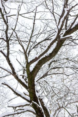 Ağaçların dalları karla kaplıdır. Karlı kış..