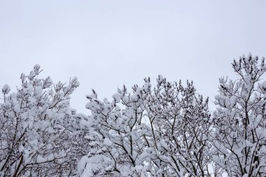 Ağaçların dalları karla kaplıdır. Karlı kış..