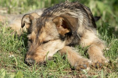 Gri evsiz köpek çimlerin üzerinde dinleniyor
