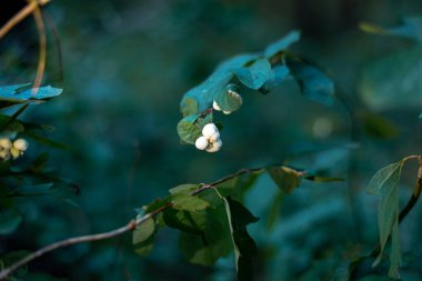 Ormanda beyaz karmersini ya da kurt üzümü.