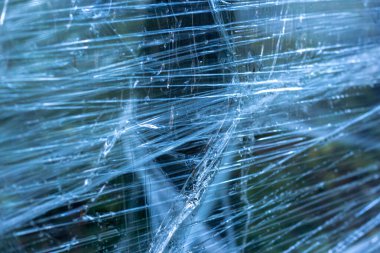 Ormandaki ağaçlara plastik sarılmış.