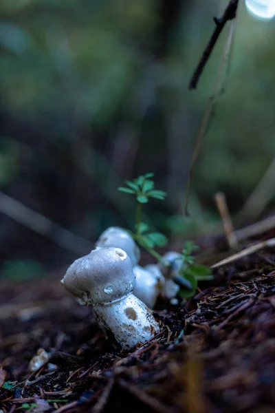 Weiße Wildpilze im herbstlichen Wald. — Stockfoto