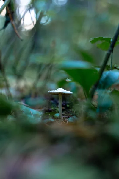 Weißer nicht essbarer Pilz im Wald — Stockfoto