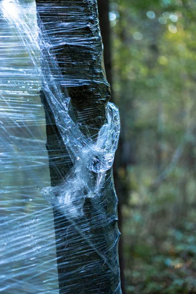 Envoltura de plástico en los árboles del bosque — Foto de Stock