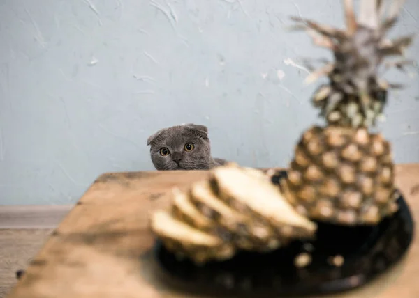 Kedi yavrusu ahşap bir masanın arkasından dışarı bakar.
