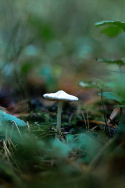 Ormandaki makroda yenmeyen beyaz mantar.