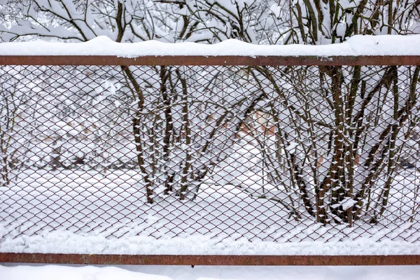 Snow on a steel mesh fence of red color against a background of trees — 图库照片