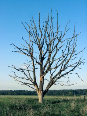 Tarlada solmuş yapayalnız ağaç