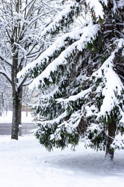 Parktaki köknar ağaçları karla kaplıydı. 